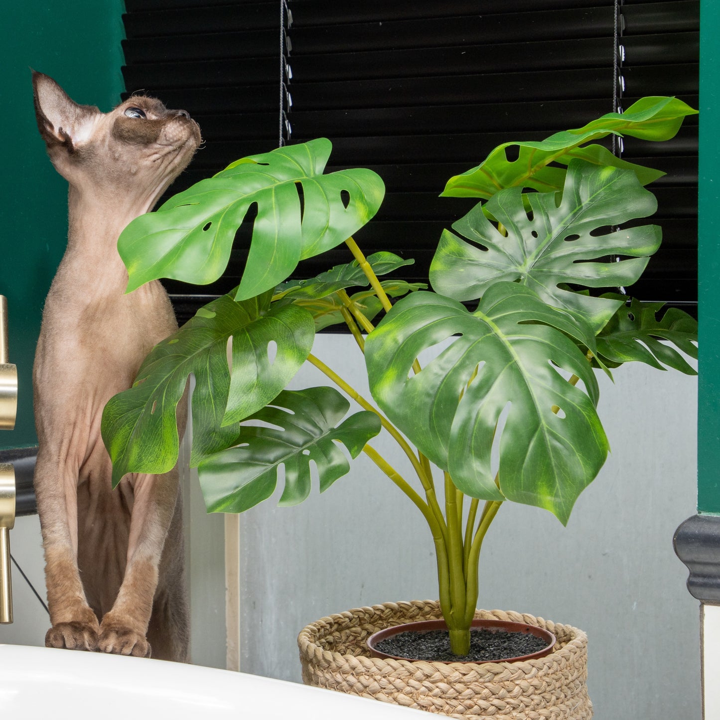 The Monstera Set
