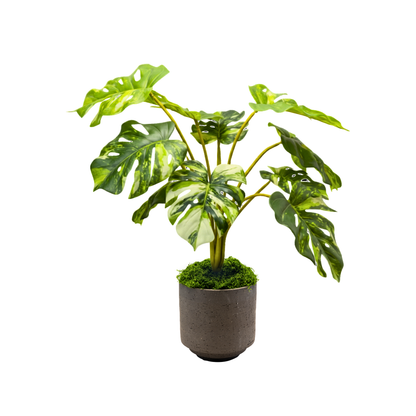Variegated Monstera Set