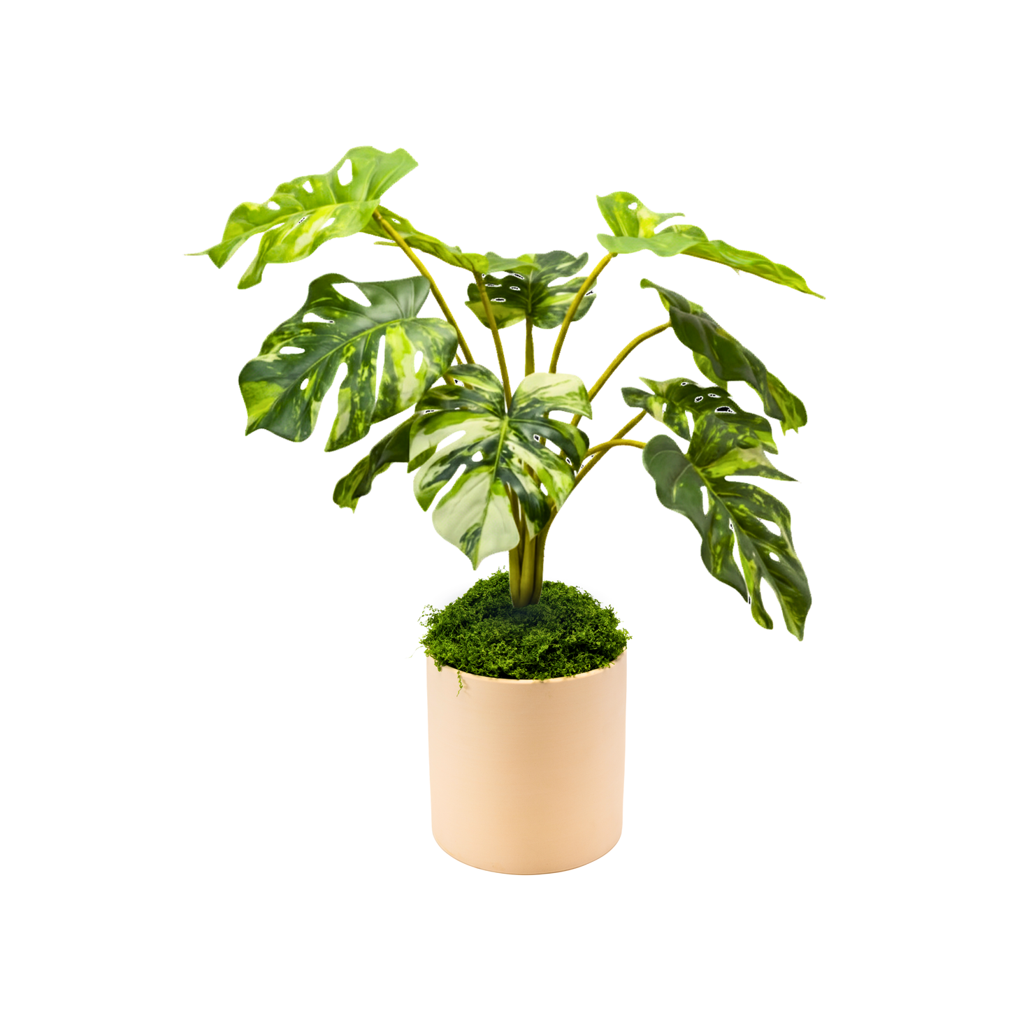 Variegated Monstera Set