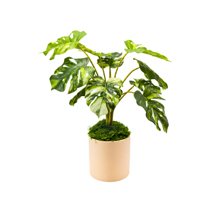 Variegated Monstera Set