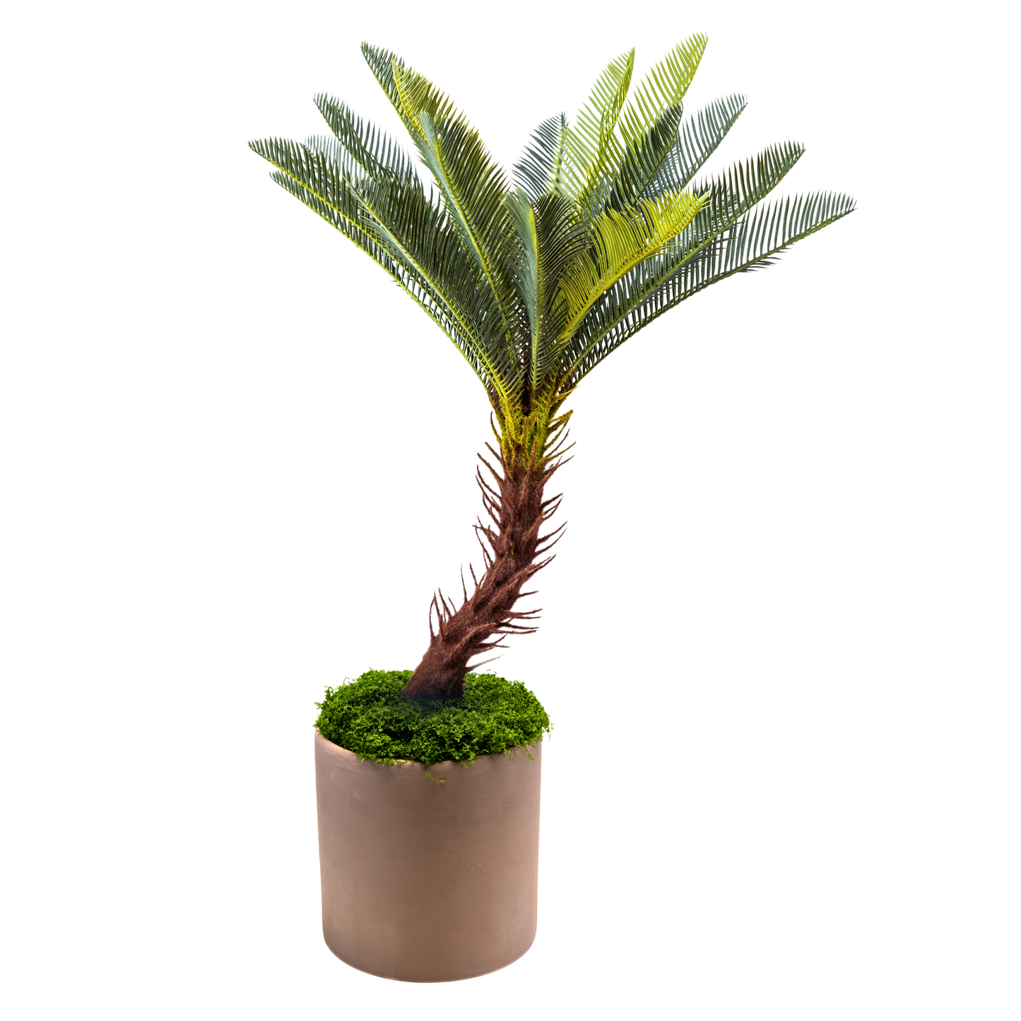 The Sago Palm Set