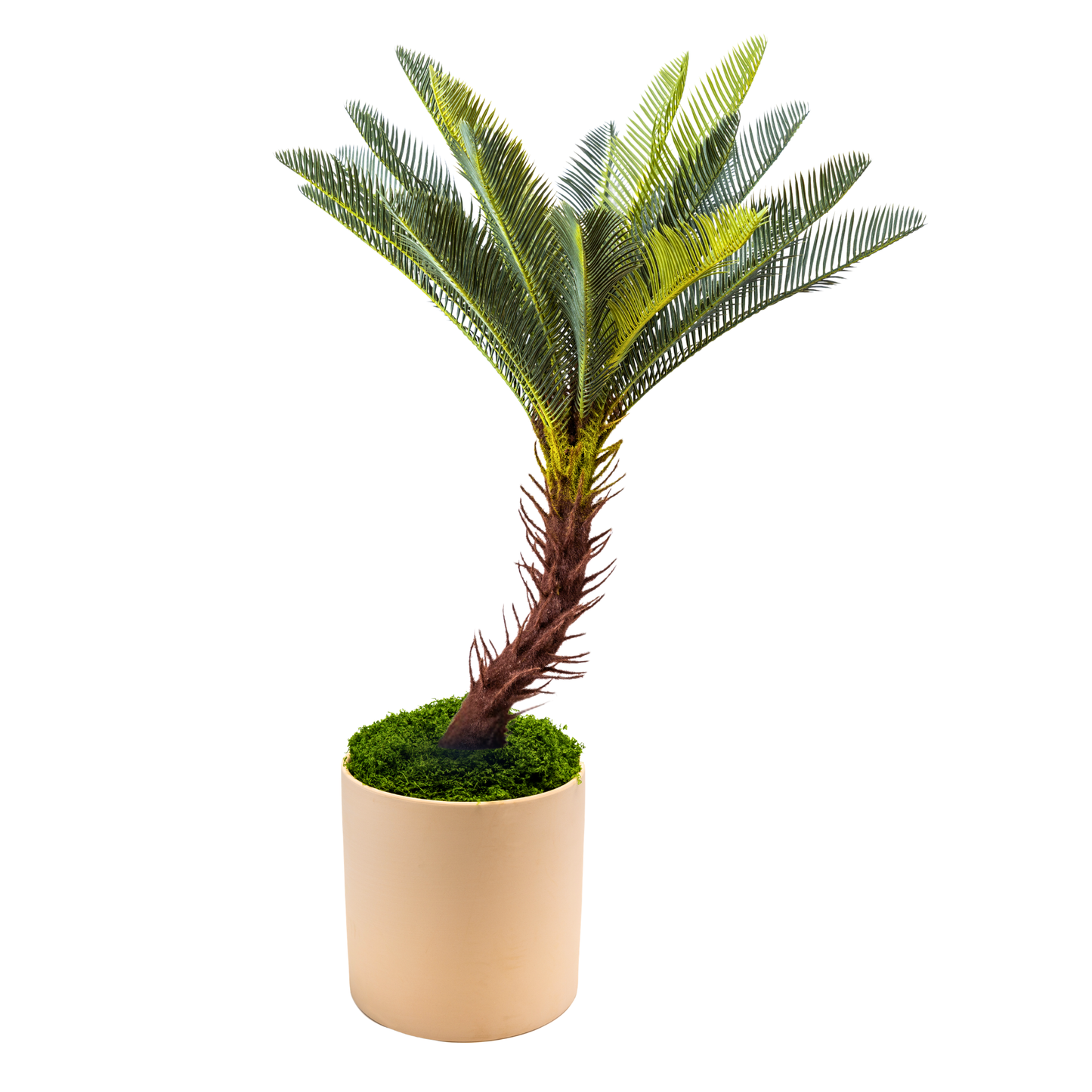 The Sago Palm Set