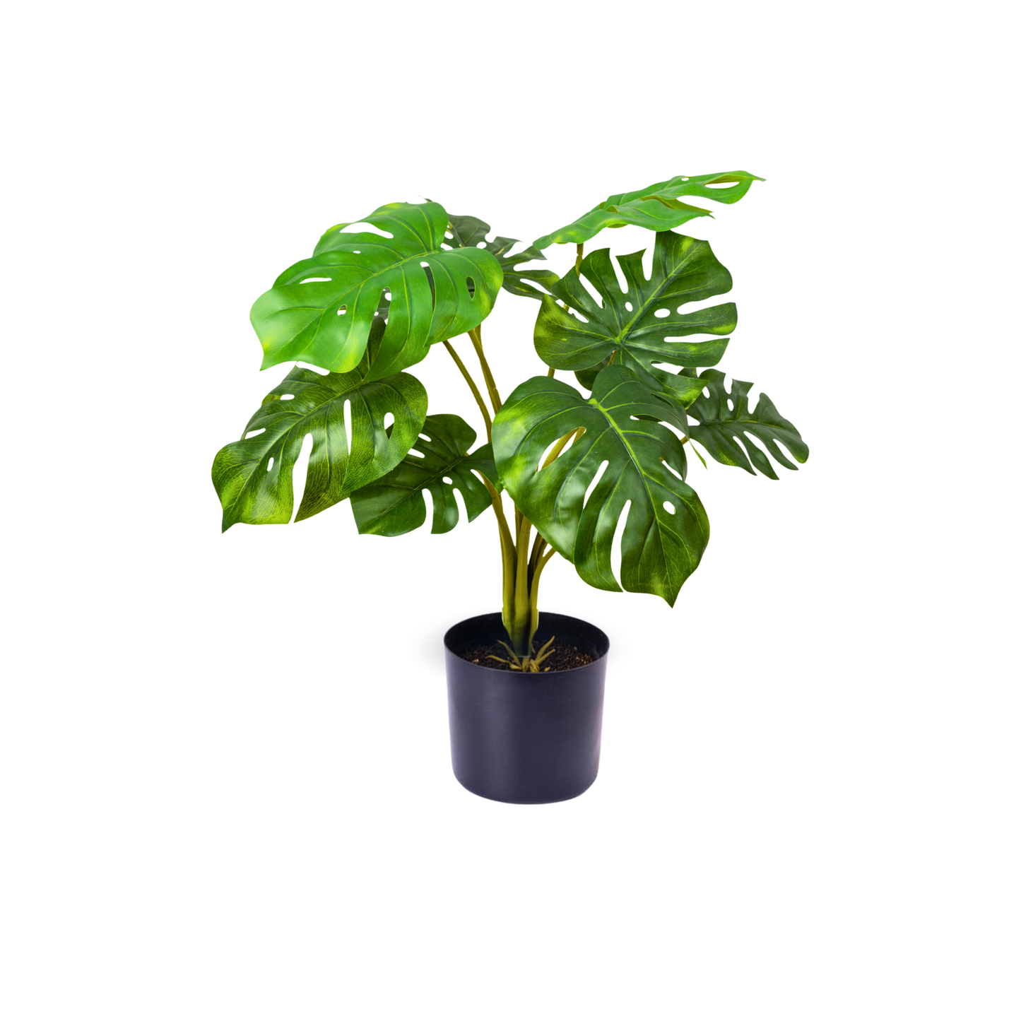 The Monstera Set
