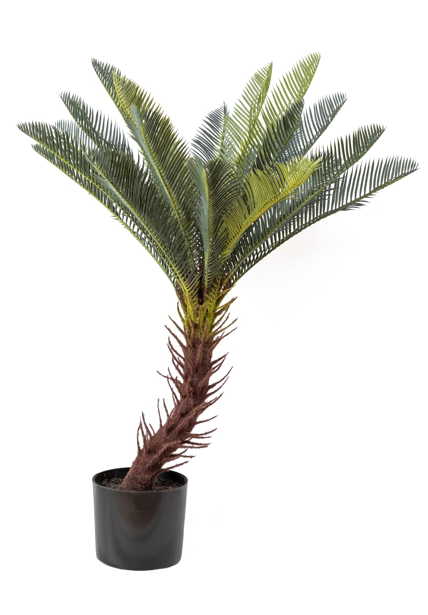 The Sago Palm Set
