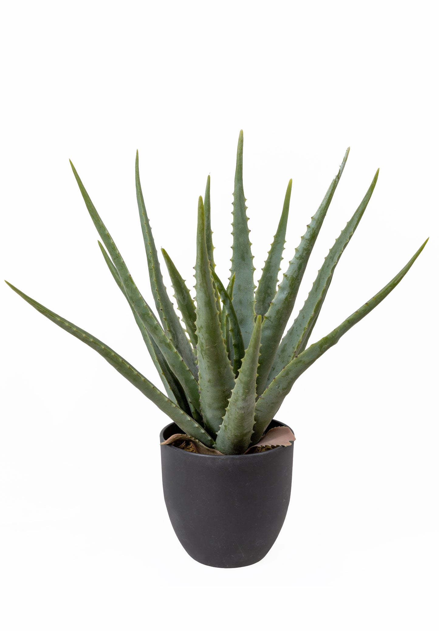 The Aloe Vera Set