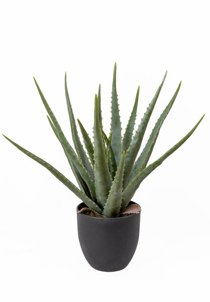 The Aloe Vera Set