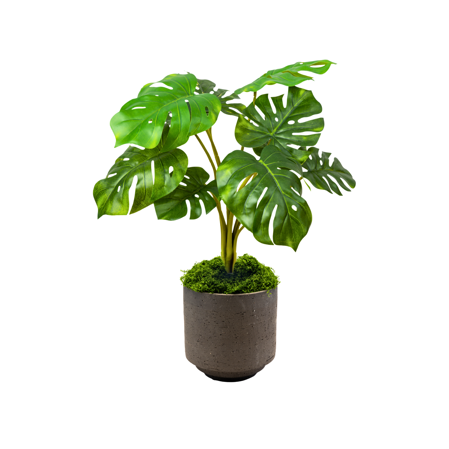 The Monstera Set