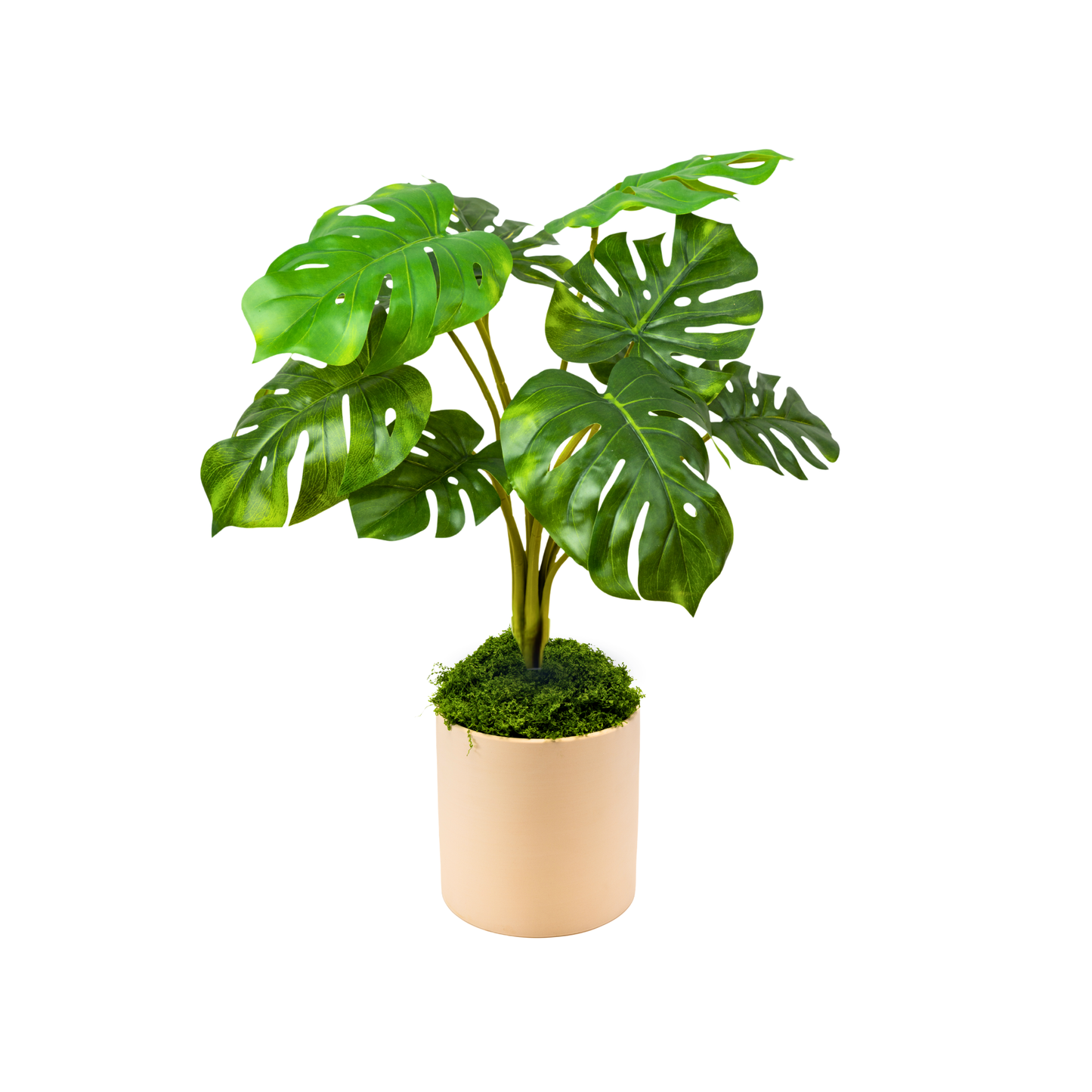 The Monstera Set
