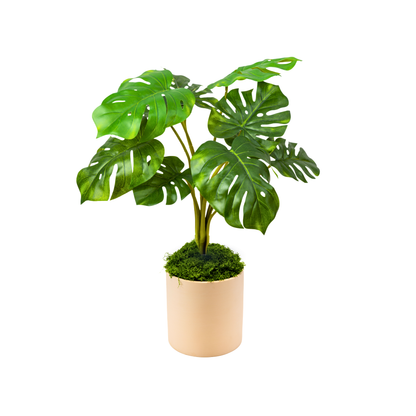 The Monstera Set