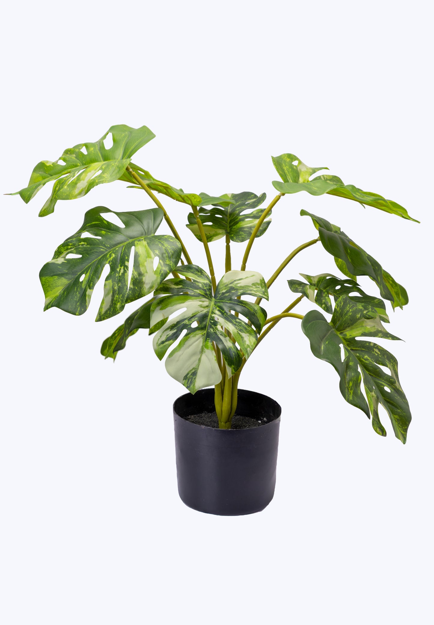 Variegated Monstera Set