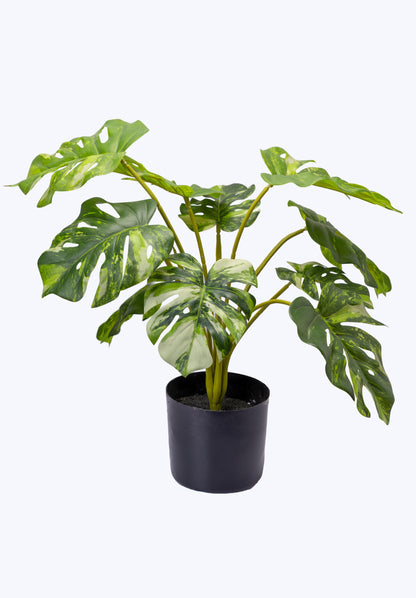 Variegated Monstera Set